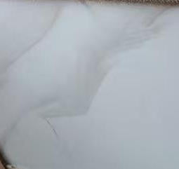 5D T63838 24"X24" POLISHED WHITE CARRARA TILE  4PCS/BOX 16SF/BOX  $1.29/SF 1000SF+ $1.19/SF (No Return No Exchange No Claim on Broken)